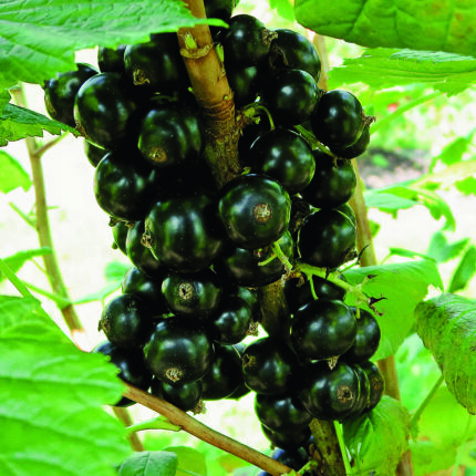 BONA – mit aromatischen Traubenbeeren
