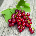 JOLA® früh – mit aromatischen Traubenbeeren