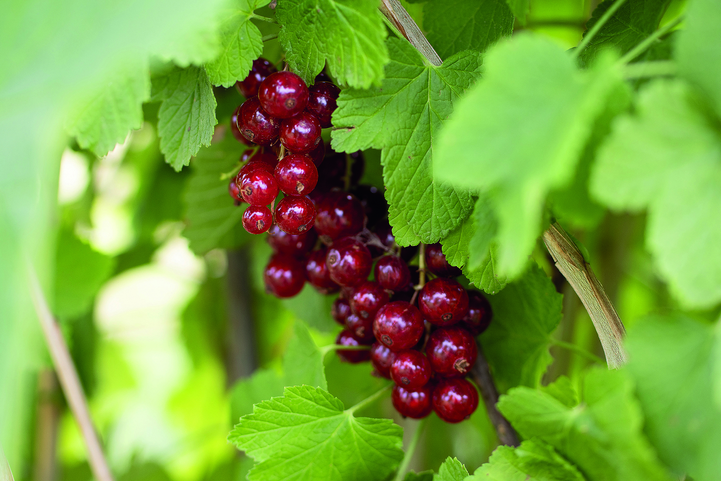 beerenstrauch JONKHEER VAN TETS – mit aromatischen Traubenbeeren – Bild 1