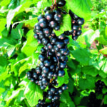 KRISTIN – mit aromatischen Traubenbeeren