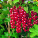 ROLAN – mit aromatischen Traubenbeeren
