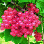 ROSALINN – mit aromatischen Traubenbeeren