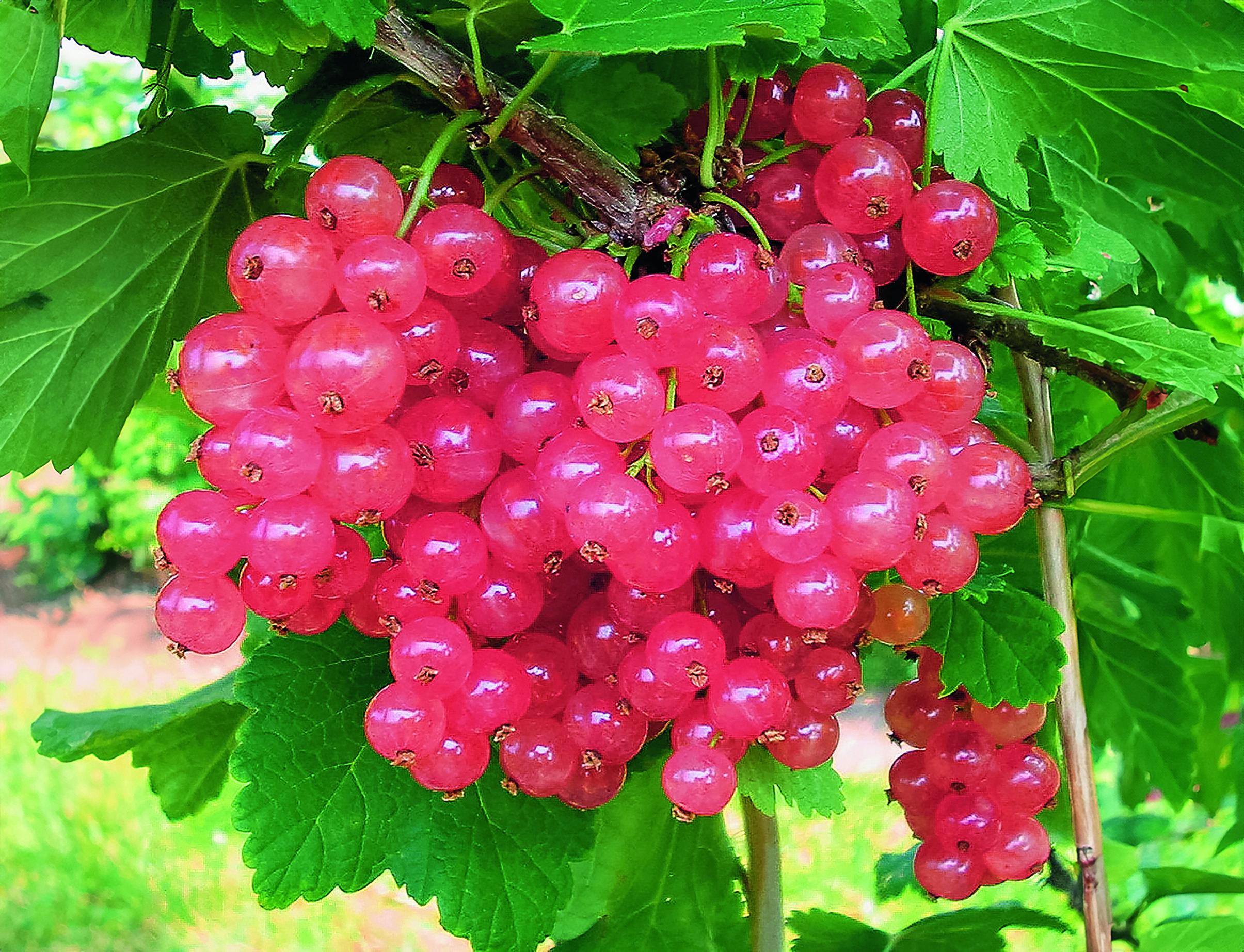 beerenstrauch ROSALINN – mit aromatischen Traubenbeeren – Bild 1