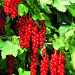 ROVADA – mit aromatischen Traubenbeeren
