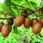 HAYWARD – mit exotischen, aromatischen Früchten