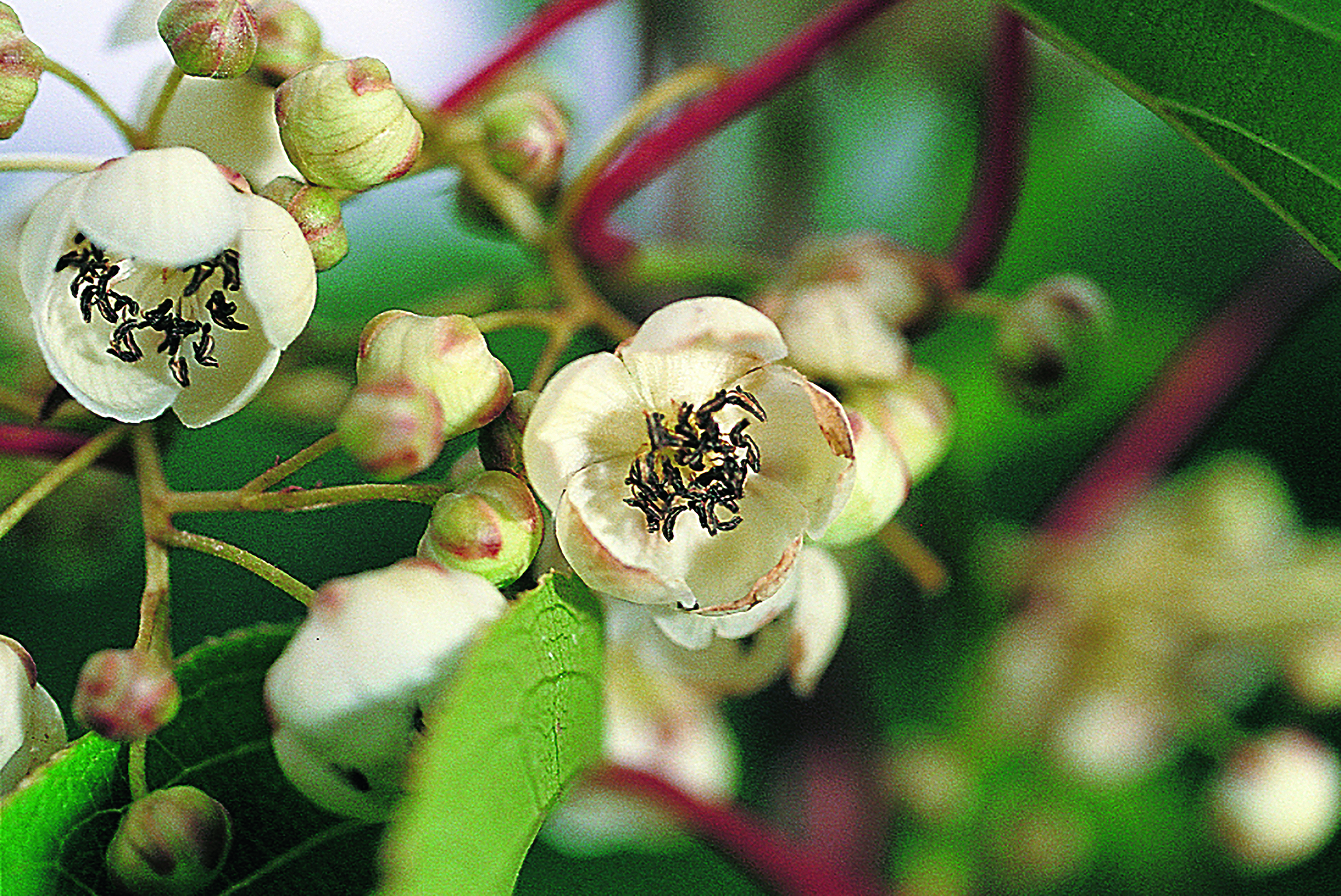 actinidia NOSTINO® – mit exotischen, aromatischen Früchten – Bild 1
