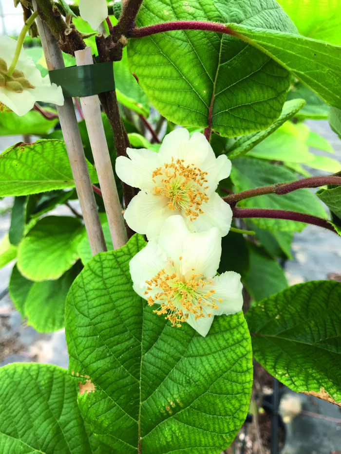 VITIKIWI – mit exotischen, aromatischen Früchten – Bild 2