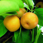 HOSUI – mit aromatischen Früchten für den Naschgarten