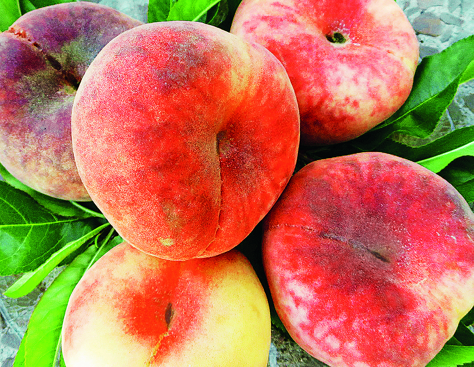 fruchtpflanze PIATTAFORTWO Hohlkrone – mit aromatischen Sommerfrüchten – Bild 1
