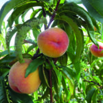 ROMEA Percoca – mit aromatischen Sommerfrüchten