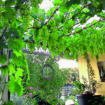 TONIA® hobrevt – mit süssen Tafeltrauben