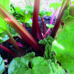 FRAMBOZEN ROOD – mit aromatischen Früchten für den…