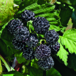 BLACK JEWEL – mit aromatischen Früchten für den Naschgarten
