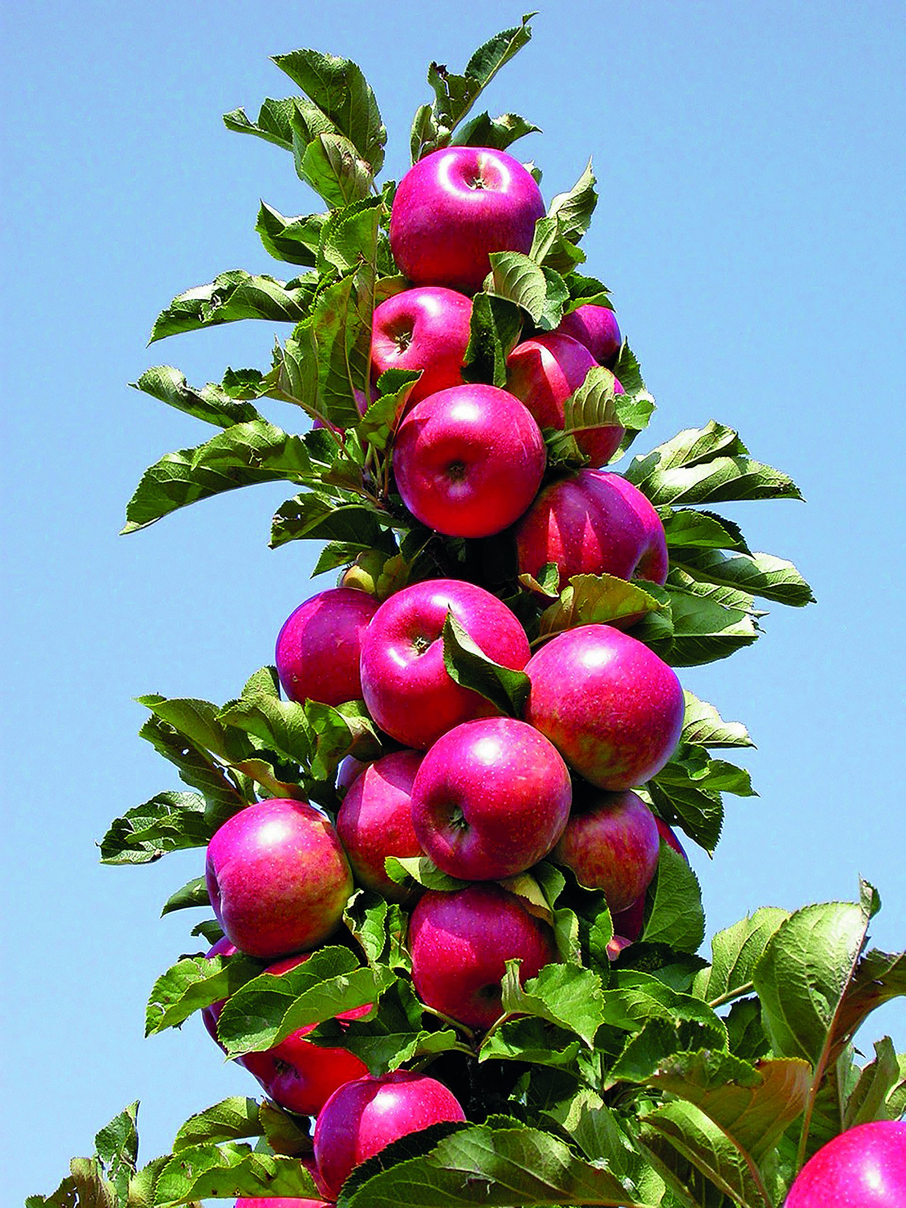 apfel säule RONDO – mit saftigen, aromatischen Früchten – Bild 1