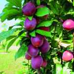 SAFIRA – mit aromatischen Früchten für den Naschgarten