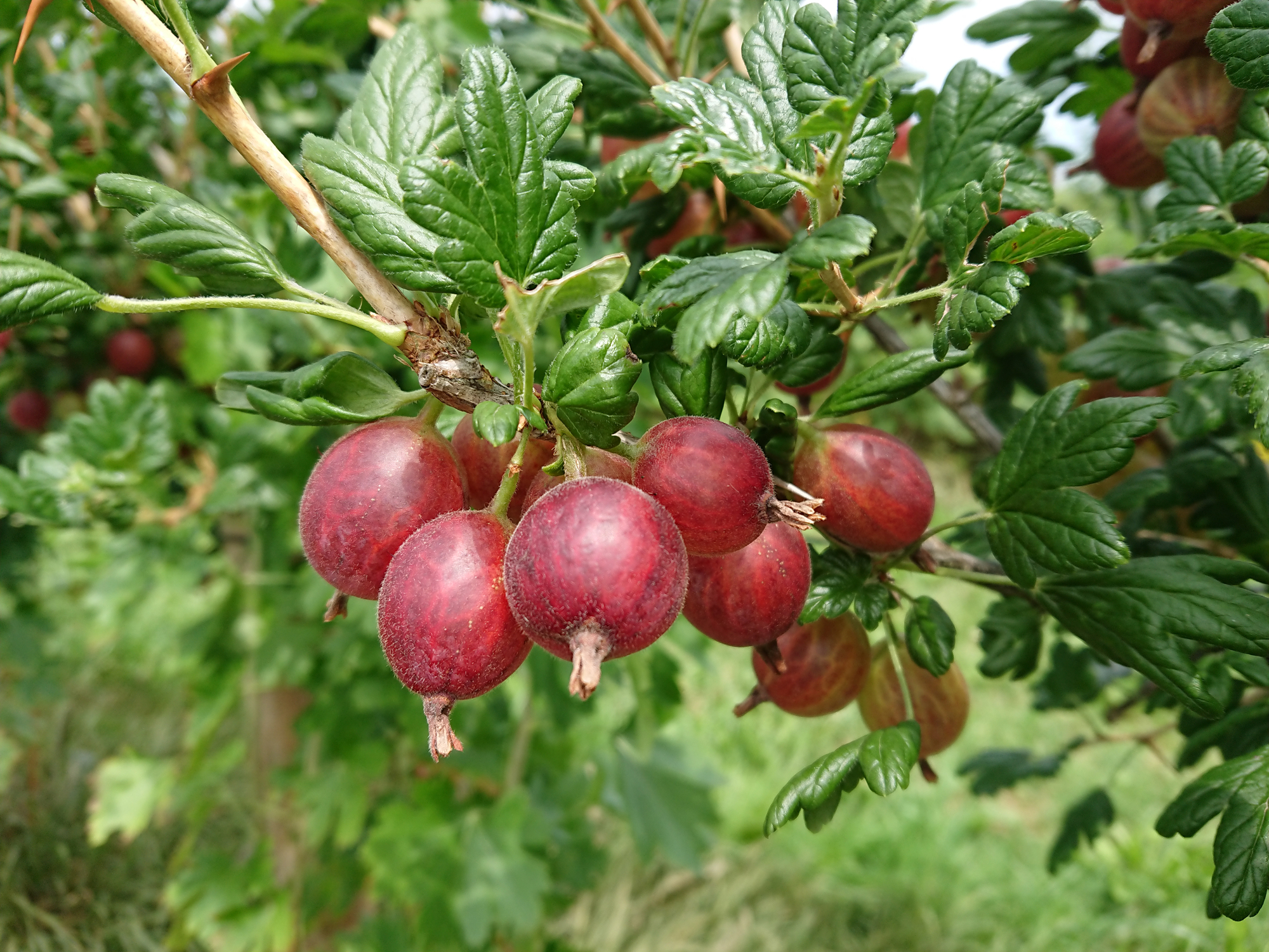 beerenstrauch KARMEN – mit süss‑säuerlichen Früchten – Bild 1