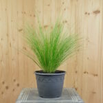 Stipa tenuissima Pony Tails – Zartes Federgras aus Schweizer Produktion – Bild 2