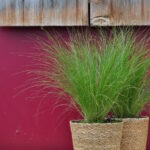 Stipa tenuissima Pony Tails – Zartes Federgras aus Schweizer Produktion – Bild 3