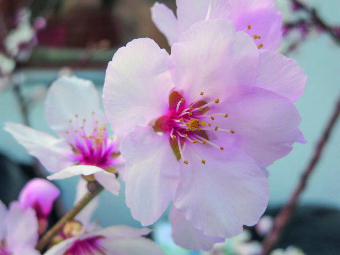 AMANDA – mit aromatischen Früchten für den Naschgarten – Bild 2