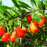 GOJI-BEERE NO1 – mit aromatischen Früchten für den…