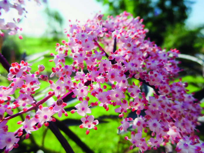 BLACK LACE – mit aromatischen Früchten für den Naschgarten – Bild 2