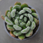 Fettblattrosette (Echeveria setosa) – Sukkulente für sonnige Standorte