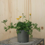 Goldmarie Eldoro Yellow Early – Gelber Sommerflor, beliebt bei Insekten – Bild 2