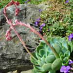 Fettblattrosette Echeveria elegans silber – Saisonpflanze 9 cm Topf aus Schweizer Produktion – Bild 2