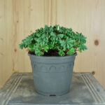 Berg-Sauerklee (Oxalis adenophylla) – lila blühende Steingarten-Staude aus Schweizer Produktion – Bild 3
