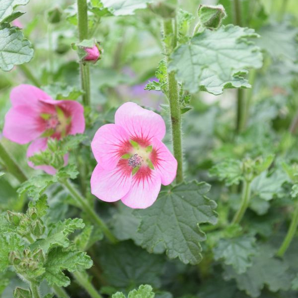 Anisodontea capensis Lady in Pink Kapmalve Lady in Pink – Blütenschmuck und Insektenfreund für Balkon und Terrasse – Bild 1