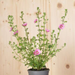 Kapmalve Lady in Pink – Blütenschmuck und Insektenfreund für Balkon und Terrasse – Bild 2