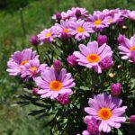 Margerite Lolly – Rosa Sommerflor für sonnige Plätze