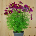 Kosmee 'Casanova Violett' – Saisonpflanze mit violetten Blüten – Bild 2