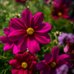 Kosmee 'Casanova Violett' – Saisonpflanze mit violetten Blüten – Bild 3