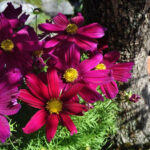 Kosmee 'Casanova Violett' – Saisonpflanze mit violetten Blüten