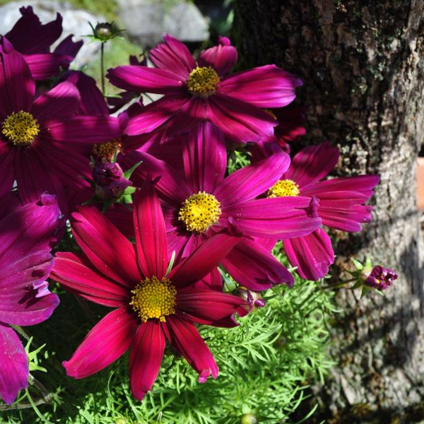 Cosmos bipinnatus Casanova Violett Kosmee 'Casanova Violett' – Saisonpflanze mit violetten Blüten – Bild 1