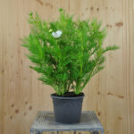 Kosmee Casanova Weiss – Sommerflor und Insektenmagnet aus Schweizer Produktion – Bild 3