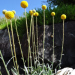 Trommelschlägel Craspedia globosa Golf Beauty – gelbe Blüten für Beet und Vase – Bild 2
