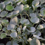 Silberregen 'Silver Falls' – Dichondra als hängender Sommerflor