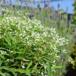 Zauberschnee Diamond Frost: Dauerblühender Sommerflor ideal für Insekten – Bild 2