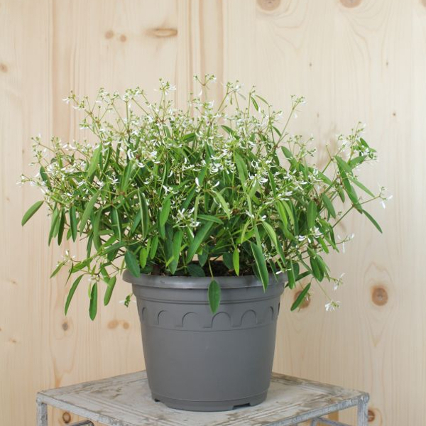Euphorbia Diamond Frost Zauberschnee Diamond Frost: Dauerblühender Sommerflor ideal für Insekten – Bild 1