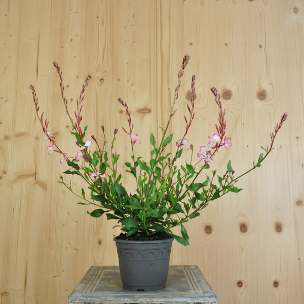 Gaura lindheimeri Rosa Prachtkerze Rosa – Saisonpflanze für Bienenfreunde – Bild 1