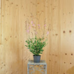 Prachtkerze Rosa – Saisonpflanze für Bienenfreunde – Bild 6