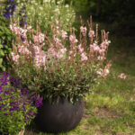 Prachtkerze Rosa – Saisonpflanze für Bienenfreunde – Bild 5