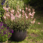 Prachtkerze Rosa – Saisonpflanze für Bienenfreunde – Bild 2