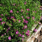 Mauergipskraut Gypsophila muralis Gypsy Pink – Pinke Blütenpracht aus Schweizer Produktion – Bild 2