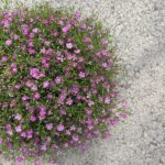 Mauergipskraut Gypsophila muralis Gypsy Pink – Pinke Blütenpracht aus Schweizer Produktion – Bild 3