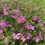 Mauergipskraut Gypsophila muralis Gypsy Pink – Pinke Blütenpracht aus Schweizer Produktion
