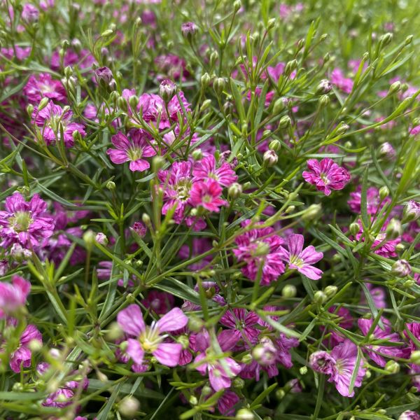 Gypsophila muralis Gypsy Pink Mauergipskraut Gypsophila muralis Gypsy Pink – Pinke Blütenpracht aus Schweizer Produktion – Bild 1
