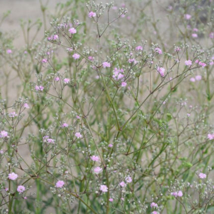 Schleierkraut Maytime – Rosa Blütenschmuck aus Schweizer Produktion